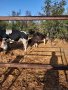 Крави и телета , снимка 1 - Крави - 42182647