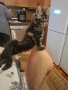 Котета Мейн кун, снимка 9