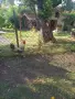 Петли Родайланд,Автстралорп и Маран черно сребро, снимка 6