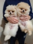 Померан малък шпиц момичета, снимка 9