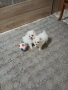 Mini Pomeran, снимка 2