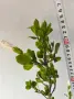 Хибискус с височина 1 метър и разклонения на 4 години , снимка 5