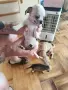 кученца чихуахуа , снимка 1