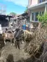 Продавам Три броя млечни кози , снимка 3