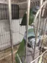 Продавам китайски Александри, снимка 2