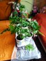Индрише, лезетра разсад и големи растения, снимка 12