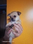 Мини чихуахуа момче., снимка 12