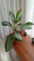 Аглаонема, Бенджамин и други стайни растения , снимка 1