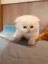Свободни мъжки шотландски, снимка 3
