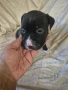 Продавам питбулчета , снимка 6
