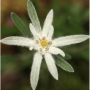 Leontopodium souliei Alpina White ЕДЕЛВАЙС, снимка 3