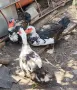 Продавам Неми патици, снимка 3