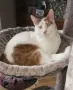 Бяло-рижав котарак търси дом, снимка 2