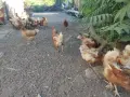 Кокошки носачки , снимка 2
