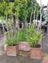 Продавам палма Юка / Yucca, 30 годишна, 2.7 м. височина, 2 броя., снимка 1 - Градински цветя и растения - 41244639