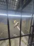 продавам амадини, снимка 7