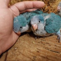Ръчно хранени папагали монах, снимка 3 - Папагали - 41874888