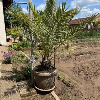 Финикова палма, снимка 1 - Стайни растения - 40883124