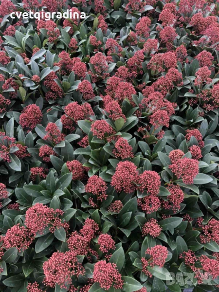 Skimia Japonika-Скимия, снимка 1