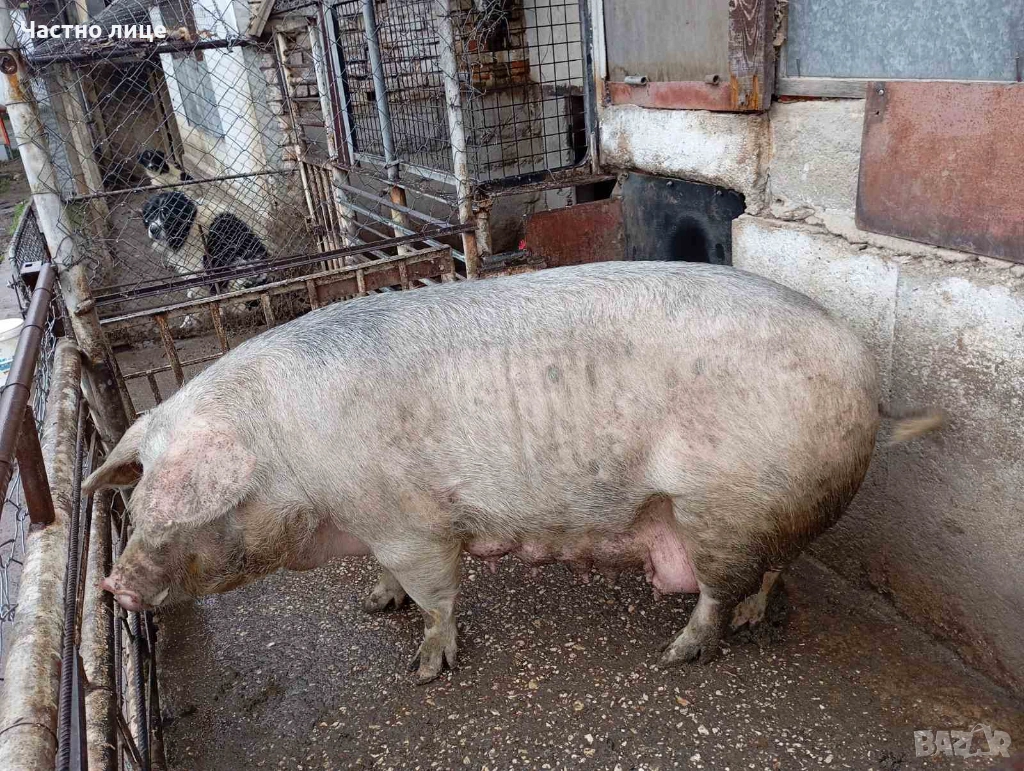 Свиня, снимка 1