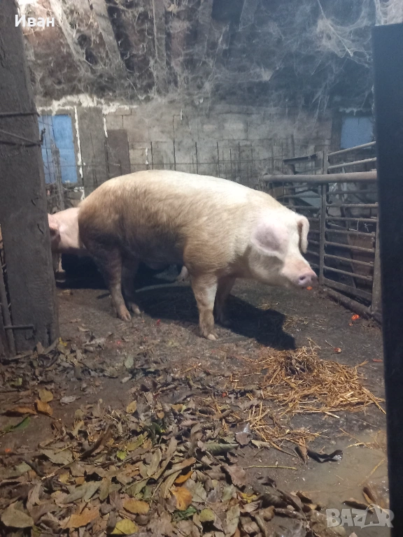 Прасе , снимка 1