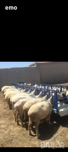 хранилка и капани за овце и кози прамо цена 1000лв, снимка 1