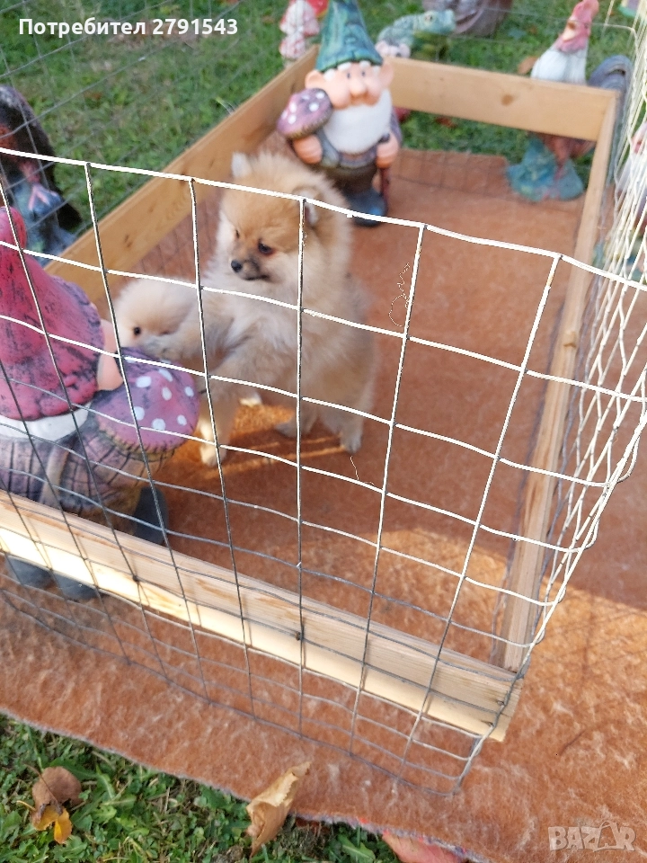 померан померанче , снимка 1