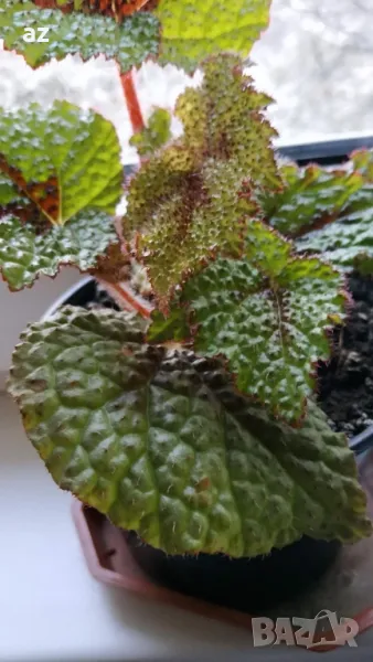 Продавам цветя Бегония Рекс, снимка 1