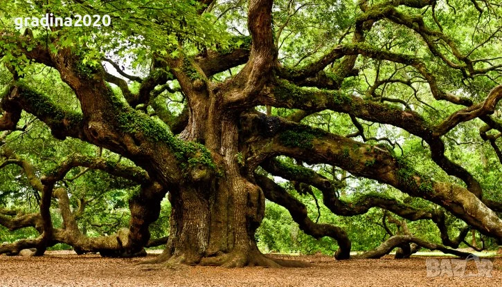 Дъб - Обикновен, снимка 1