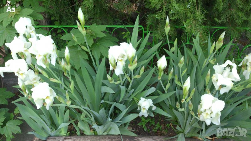 Продавам луковици на цветя Ирис, снимка 1