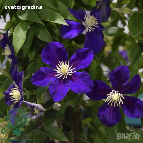 Clematis ‘Neonka’(Клематис Неонка), снимка 1