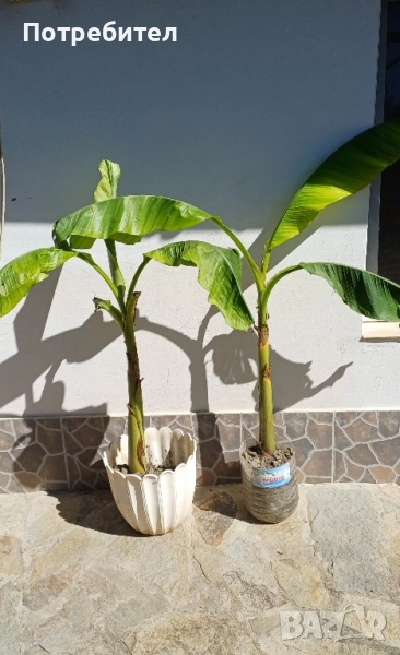 Бананови палми , снимка 1