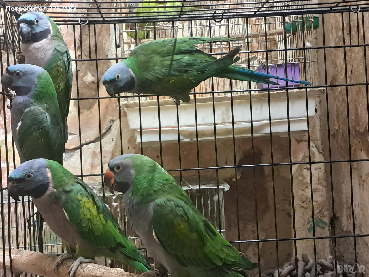 продавам папагали китаиски александар 3 женски 2023 г, снимка 1