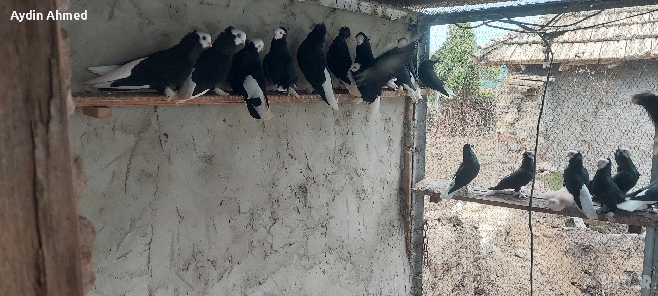 Гълабите са работещи, снимка 1