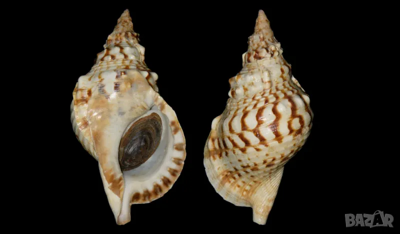 океанска раковина , снимка 1