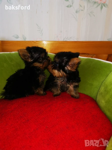 мини йорки, снимка 1