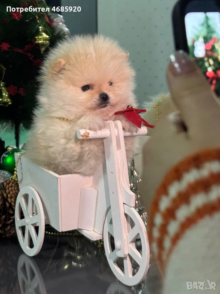 Pomeran, снимка 1