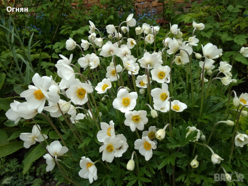 Бяло пролетно анемоне - разсад, снимка 1