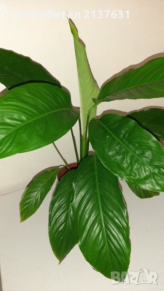 РАЗКОШЕН  СПАТИФИЛУМ , снимка 1