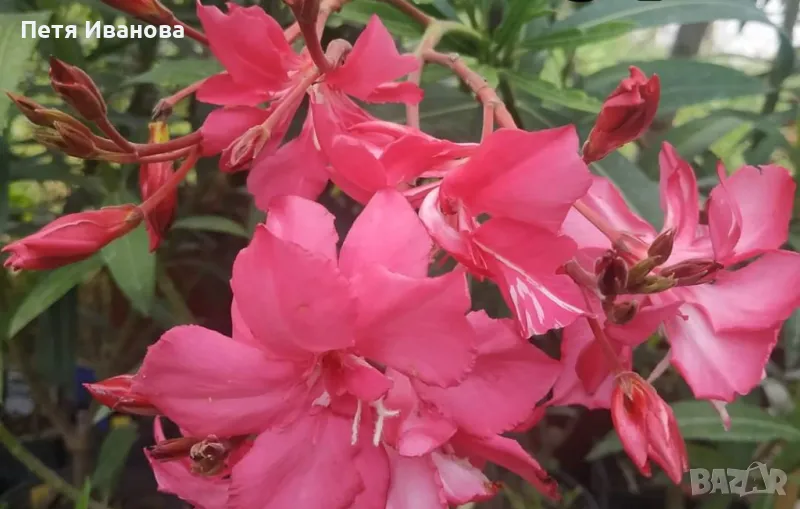 Олеандър розов кичест ароматен , снимка 1