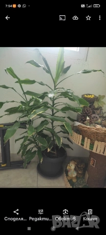Драцена 1,5м