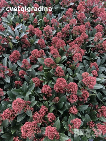 Skimia Japonika-Скимия