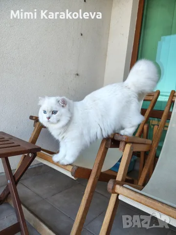 Британски котарак за разплод 