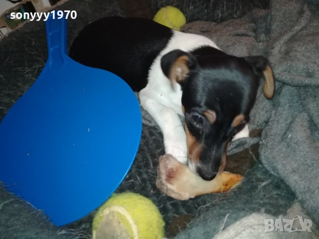 бебе ДЖАК РЪСЕЛ ТЕРИЕР 2111251016, снимка 4 - Джак ръсел териер - 52488853