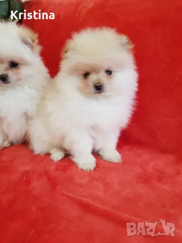 Померан померани снимки от днес!, снимка 3 - Померан - 49137771