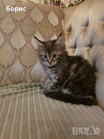 Мейн куун котета