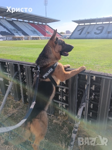 Продавам женска немска овчарка., снимка 7 - Немска овчарка - 53844160