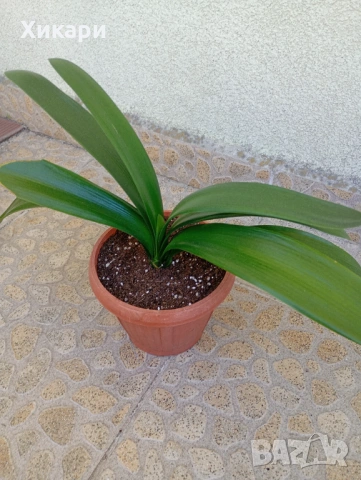 Кливия БЕЗ цвят, снимка 4 - Стайни растения - 53849912
