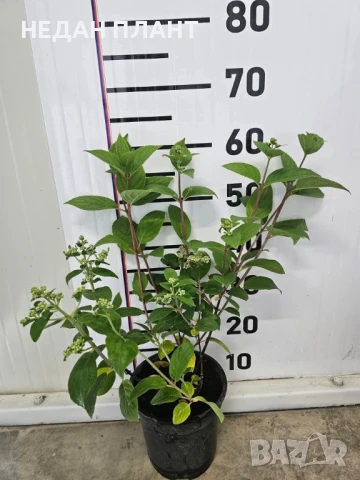 Хортензия за слънце (сортове), снимка 2 - Градински цветя и растения - 51162609