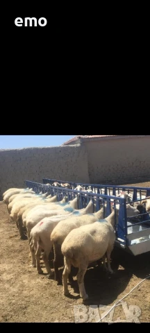 хранилка и капани за овце и кози прамо цена 1000лв